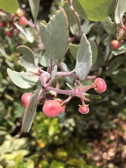 Arctostaphylos canescens