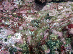 Lepidonectes corallicola