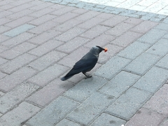 Corvus monedula