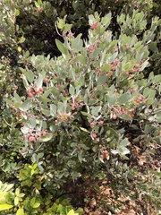 Arctostaphylos canescens
