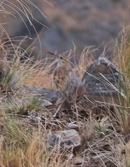Geositta tenuirostris