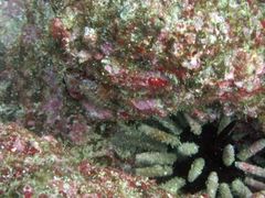 Lepidonectes corallicola