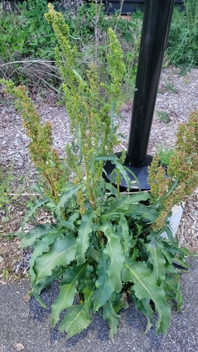 Dooryard dock (Rumex longifolius)