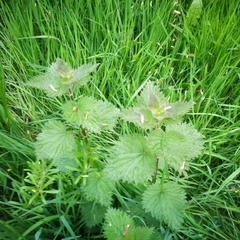 Urtica dioica