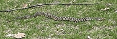 Pantherophis ramspotti