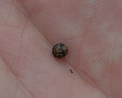 Armadillidium pulchellum