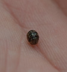 Armadillidium pulchellum