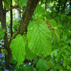 Corylus avellana