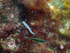 Plagiotremus azaleus