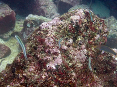 Plagiotremus azaleus