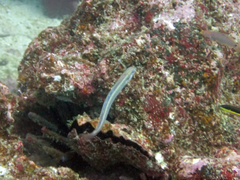 Plagiotremus azaleus