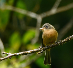 Contopus latirostris