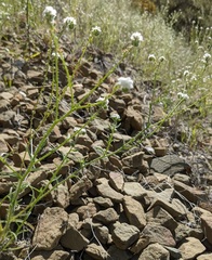 Cryptantha decipiens