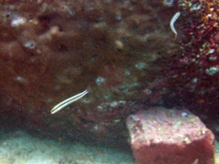 Plagiotremus azaleus