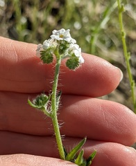 Cryptantha decipiens