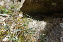 Arabis scabra