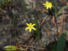 Hypoxis wrightii