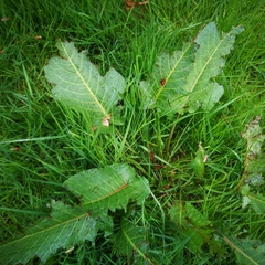 Rumex obtusifolius