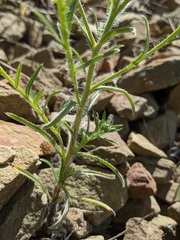 Cryptantha decipiens