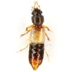 Bledius emarginatus