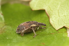 Larinus maurus