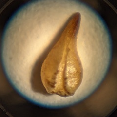 Cryptantha decipiens