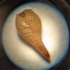 Cryptantha decipiens