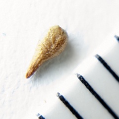 Cryptantha decipiens