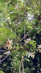 Trachelospermum jasminoides