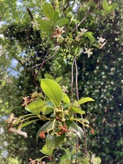 Trachelospermum jasminoides
