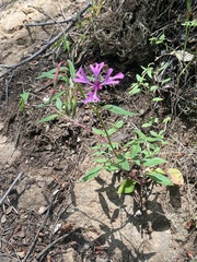 Clarkia concinna concinna