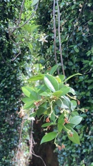 Trachelospermum jasminoides