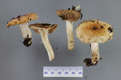 Hebeloma mediorufum