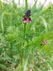 Adonis annua
