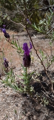 Lavandula stoechas image