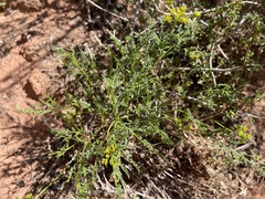 Cymopterus petraeus