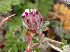 Trifolium albopurpureum