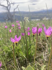 Primula poetica