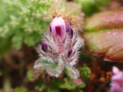 Trifolium albopurpureum