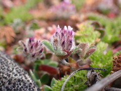 Trifolium albopurpureum