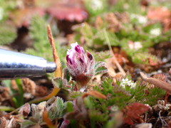Trifolium albopurpureum
