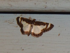 Heliomata cycladata
