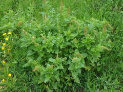 Blitum bonus-henricus