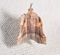 Clydonopteron sacculana