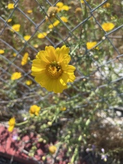 Baileya pleniradiata