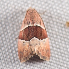 Cobubatha hippotes