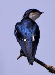 Hirundo leucosoma