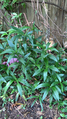 Ruellia simplex