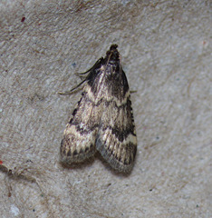 Aglossa cacamica