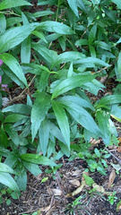 Ruellia simplex